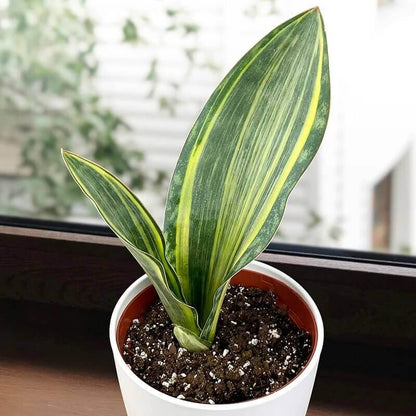 Whale Fin Snake Plant seeds
