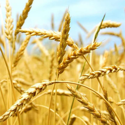 Wheat Seeds - Vegetable Plant for Home Gardens