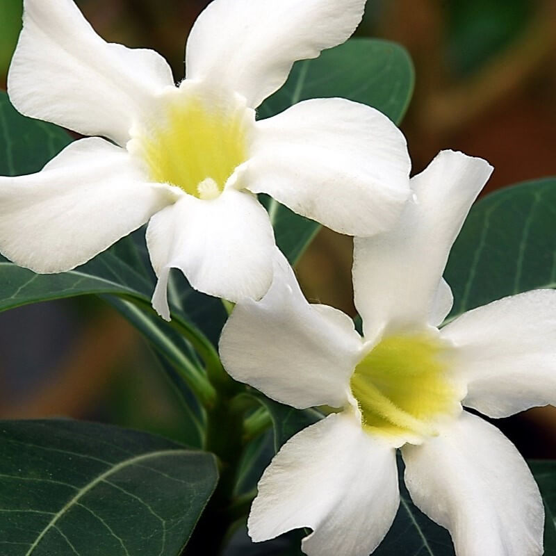 White Adenium Obesum Seeds - Flower Plant