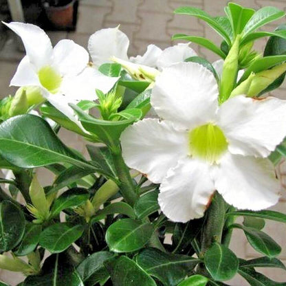 White Adenium Obesum Seeds - Flower Plant