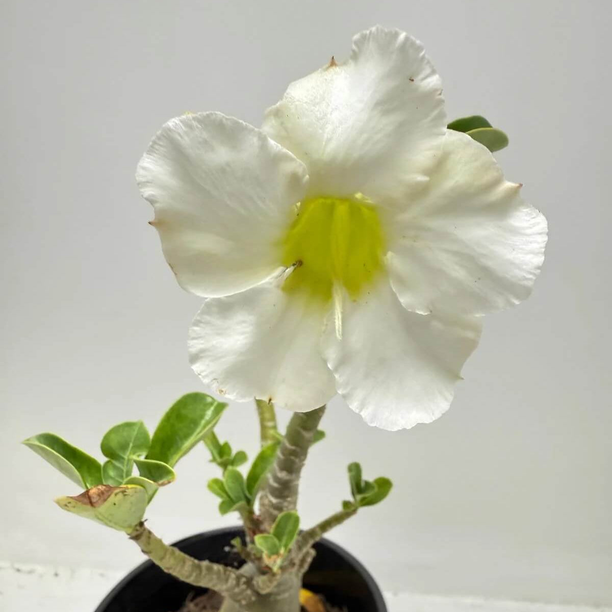 White Adenium Obesum Seeds - Flower Plant