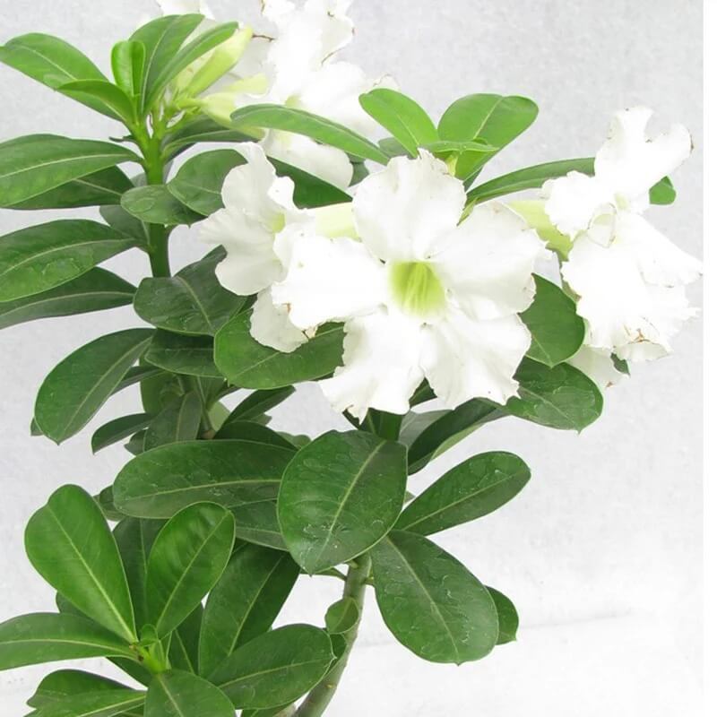 White Adenium Obesum Seeds - Flower Plant