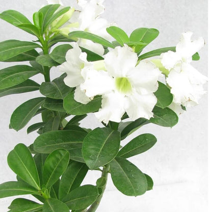 White Adenium Obesum Seeds - Flower Plant