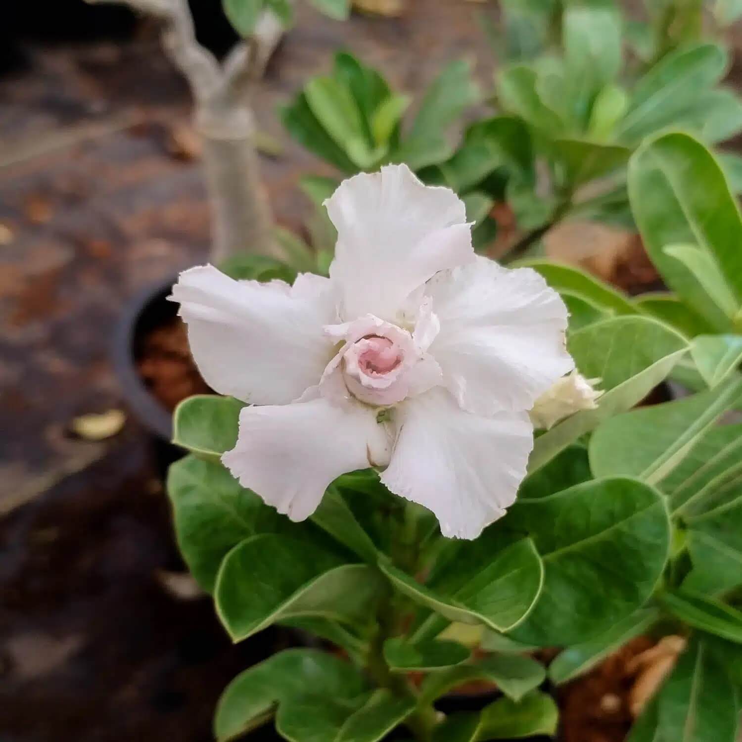 White Adenium Obesum Seeds - Flower Plant