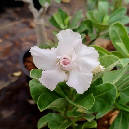 White Adenium Obesum Seeds - Flower Plant