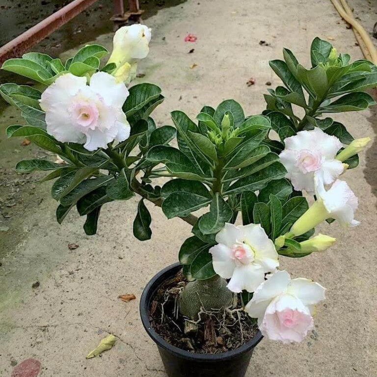 White Adenium Obesum Seeds - Flower Plant