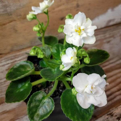 White African Violet Seeds - Flower Plant