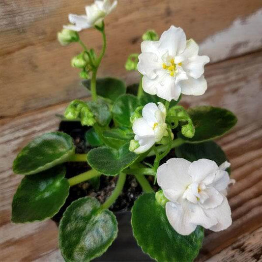 White African Violet Seeds - Flower Plant