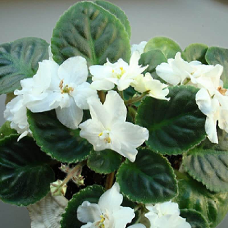 White African Violet Seeds - Flower Plant