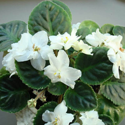 White African Violet Seeds - Flower Plant