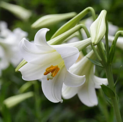 White Amaryllis Seeds - Flower Plant for Home Gardens
