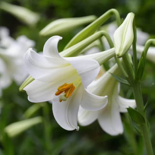 White Amaryllis Seeds - Flower Plant for Home Gardens