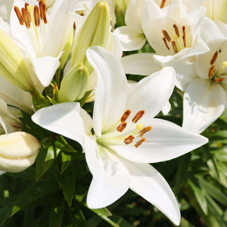 White Amaryllis Seeds - Flower Plant for Home Gardens