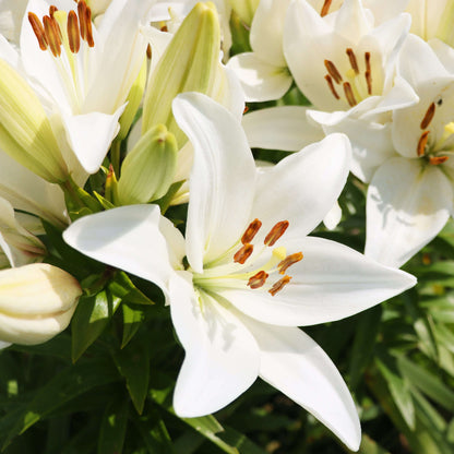 White Amaryllis Seeds - Flower Plant for Home Gardens