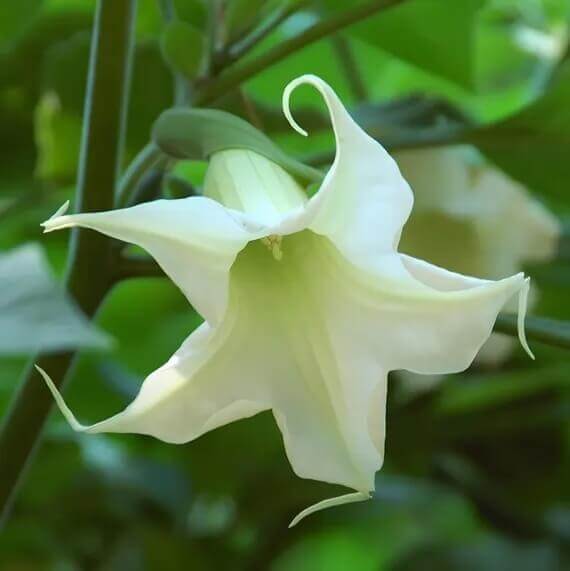 White Angels Trumpet Seeds