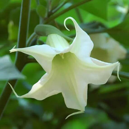 White Angels Trumpet Seeds
