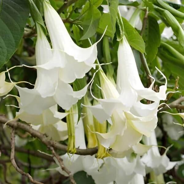 White Angels Trumpet Seeds