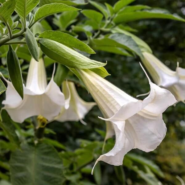 White Angels Trumpet Seeds