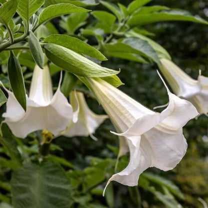 White Angels Trumpet Seeds
