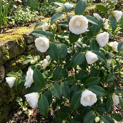 White Balsam Camellia Seeds