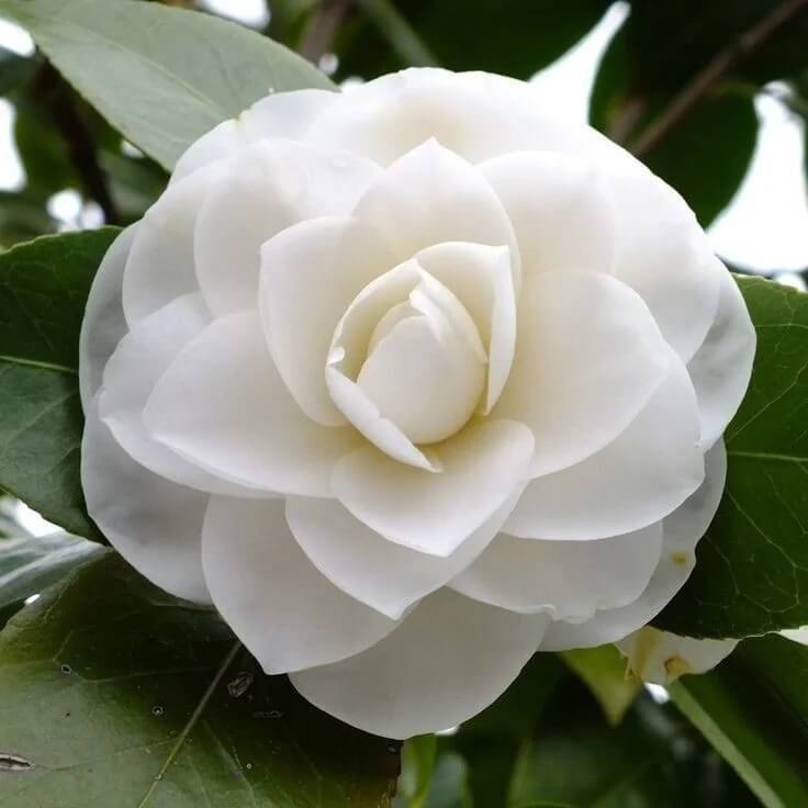 White Balsam Camellia Seeds