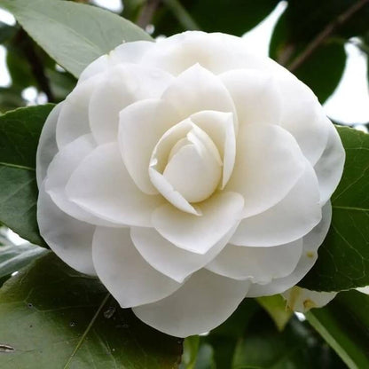 White Balsam Camellia Seeds