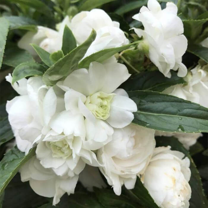 White Balsam Camellia Seeds