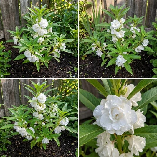 White Balsamine Seeds