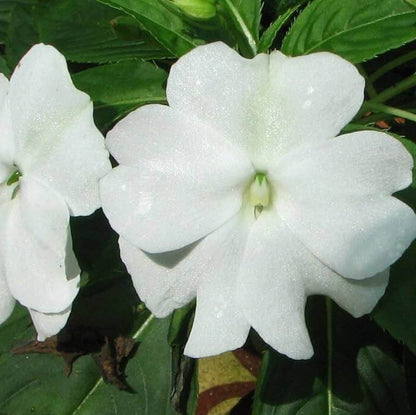 White Balsamine Seeds