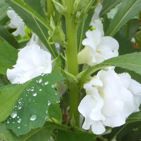 White Balsamine Seeds
