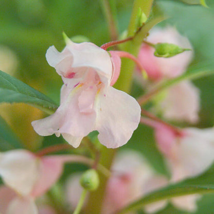 White Balsamine Seeds
