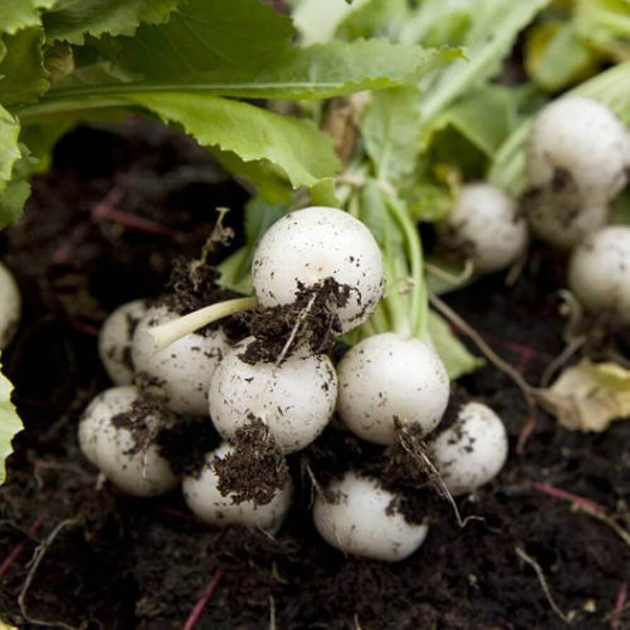 White Beauty Radish Seeds