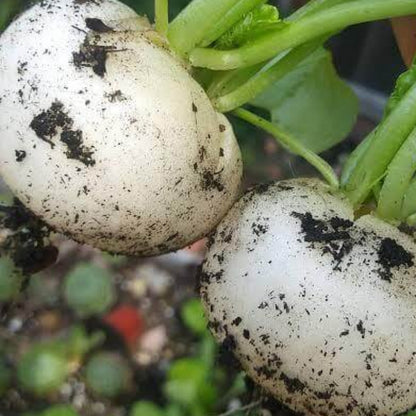 White Beauty Radish Seeds