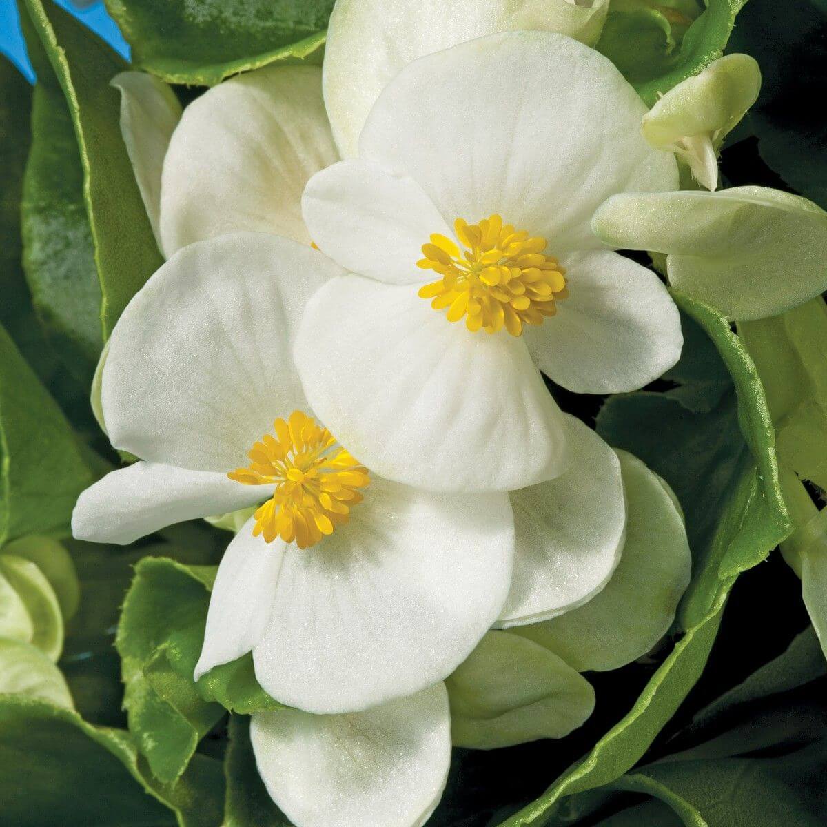 White Begonia Seeds