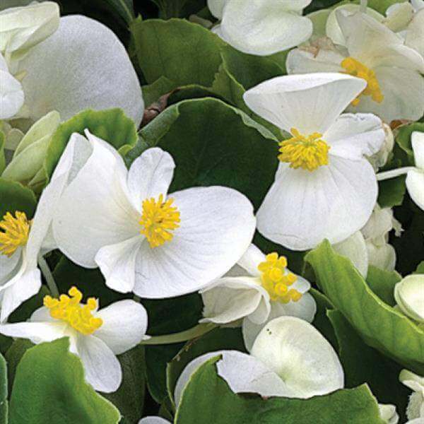 White Begonia Seeds
