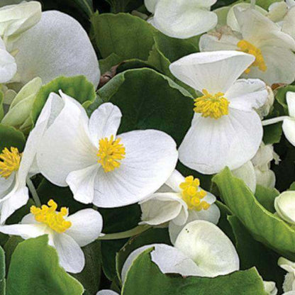 White Begonia Seeds