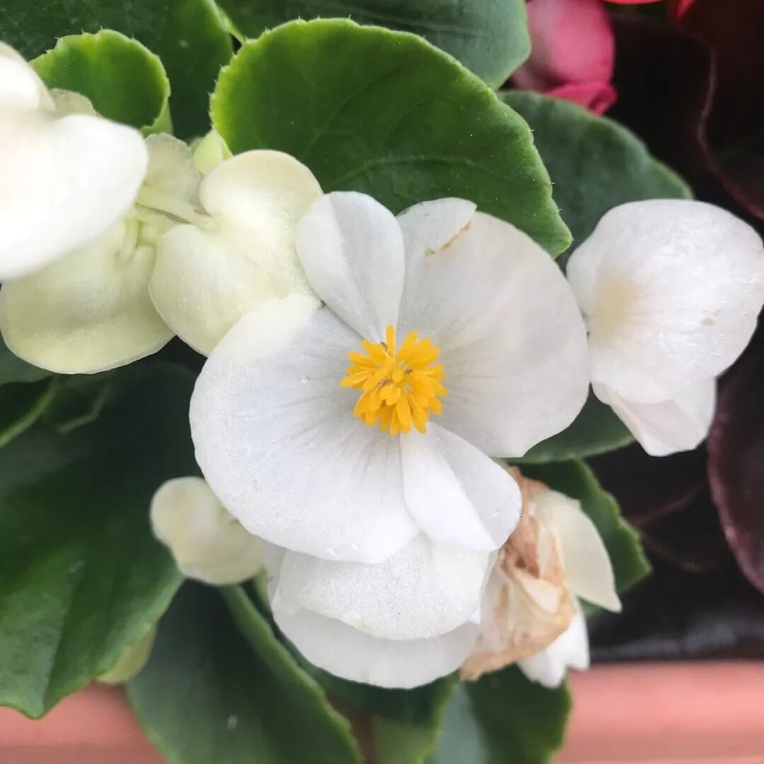 White Begonia Seeds