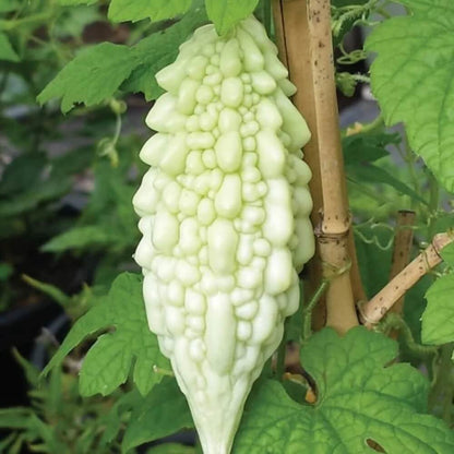 White Bitter Gourd Seeds 