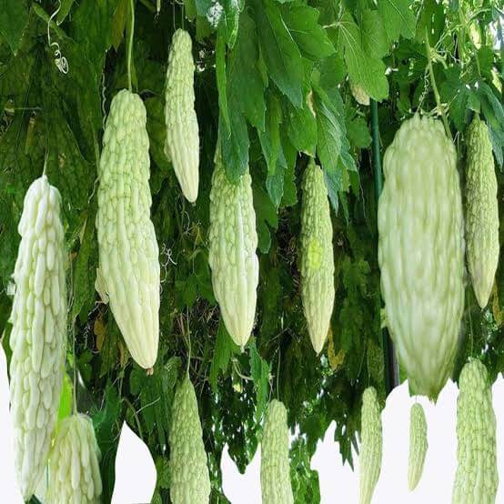 White Bitter Gourd Seeds 