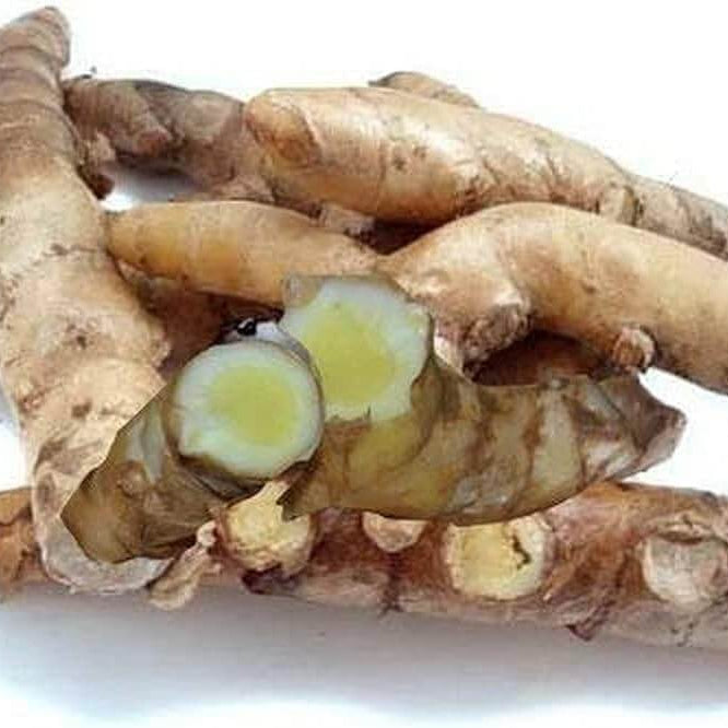 White Brown Ginger Seeds - Herbal Plant
