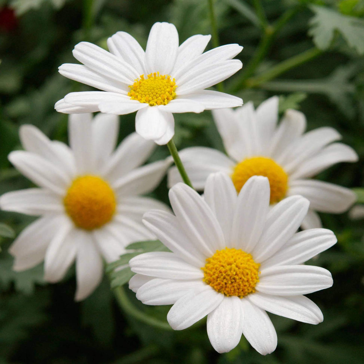 White Butterfly Marguerite Daisy Seeds - Heirloom Flower Plant for Home Gardens