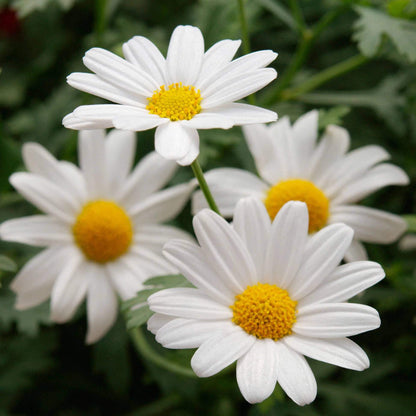 White Butterfly Marguerite Daisy Seeds - Heirloom Flower Plant for Home Gardens