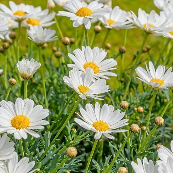 White Butterfly Marguerite Daisy Seeds - Heirloom Flower Plant for Home Gardens