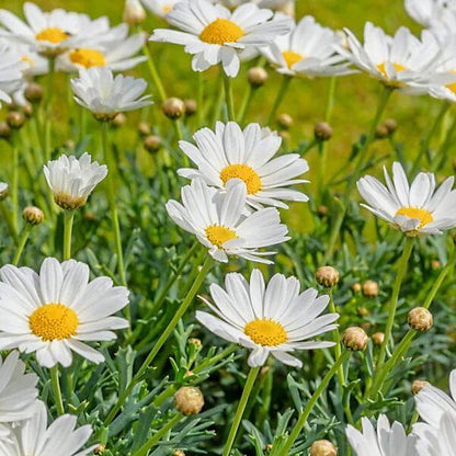 White Butterfly Marguerite Daisy Seeds - Heirloom Flower Plant for Home Gardens