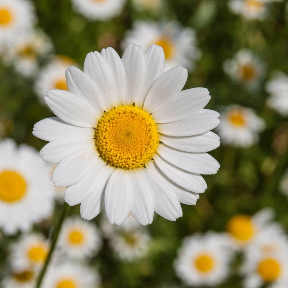 White Butterfly Marguerite Daisy Seeds - Heirloom Flower Plant for Home Gardens