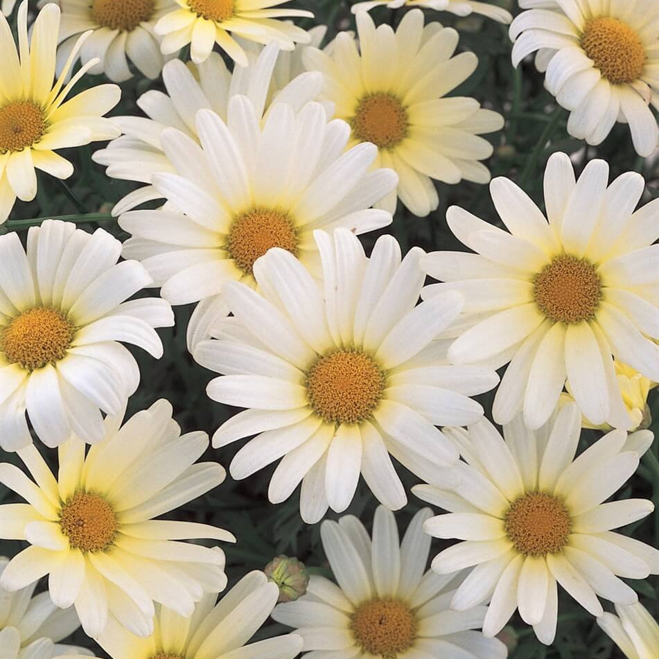 White Butterfly Marguerite Daisy Seeds - Heirloom Flower Plant for Home Gardens