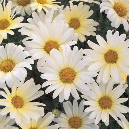 White Butterfly Marguerite Daisy Seeds - Heirloom Flower Plant for Home Gardens