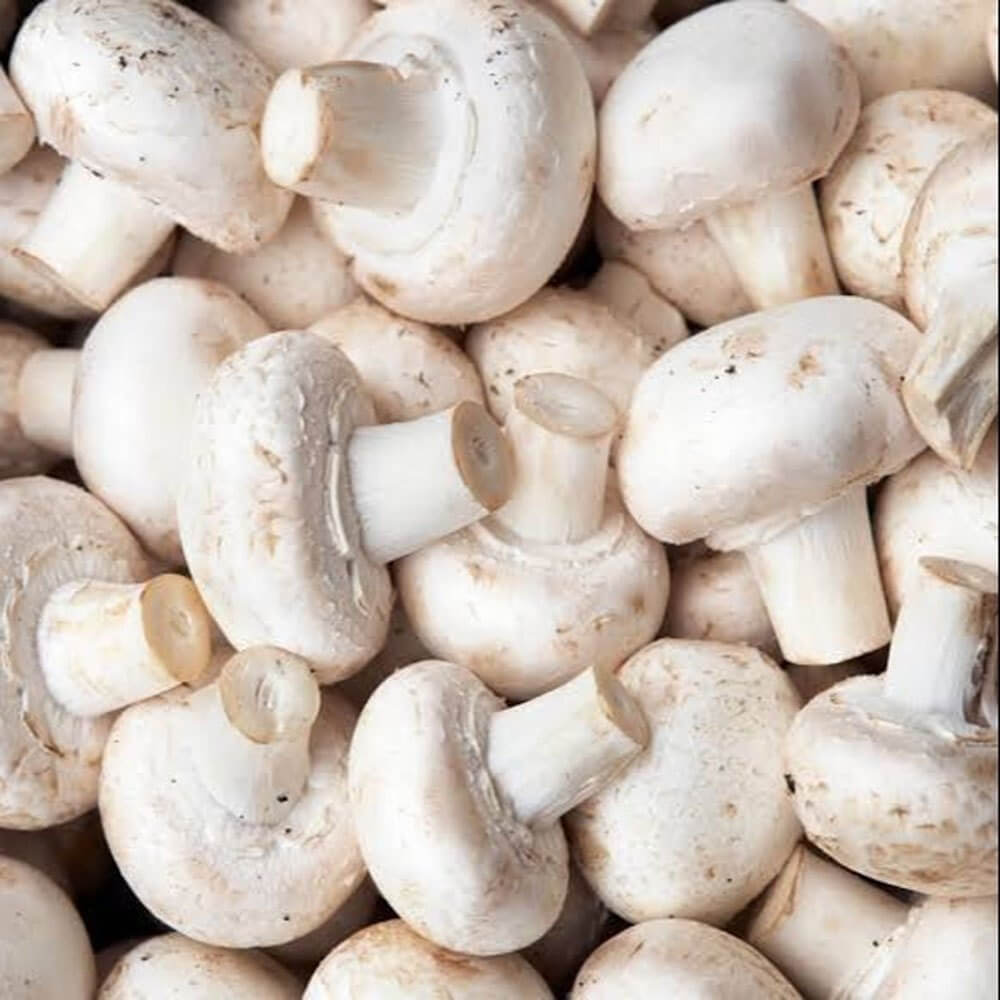 White Button Mushroom Seeds