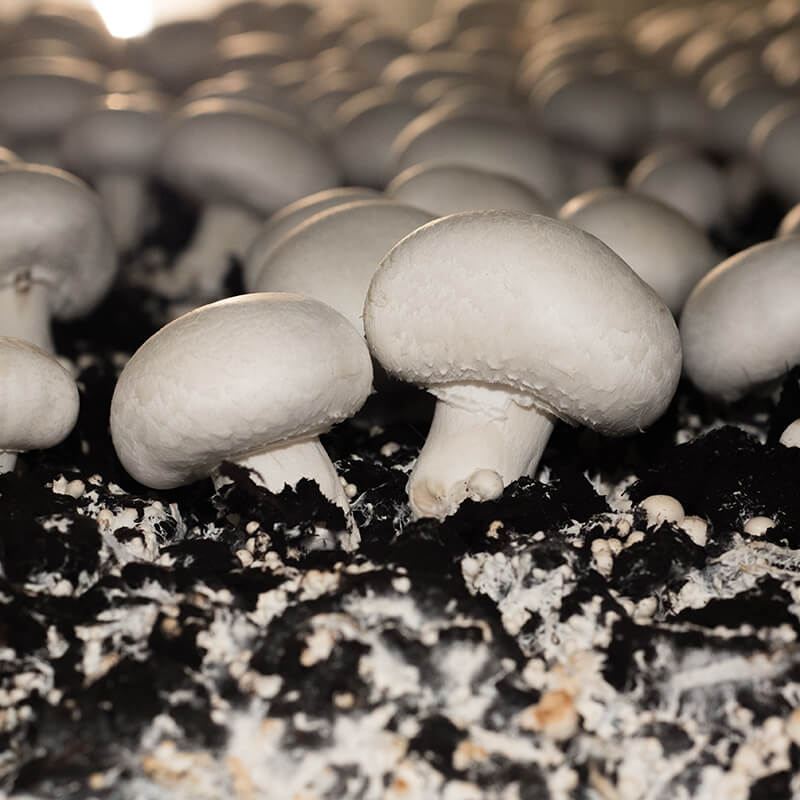 White Button Mushroom Seeds