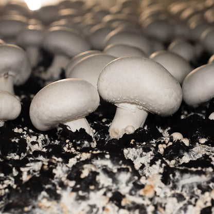 White Button Mushroom Seeds
